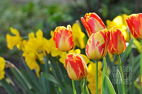 TULIPA_APELDOORNS_ELITE