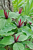 TRILLIUM CHLOROPETALUM