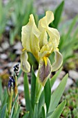 IRIS LUTESCENS