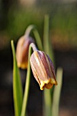 FRITILLARIA UVA-VULPIS