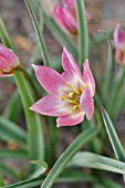 TULIPA AUCHERIANA