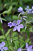 PHLOX DIVARICATA SUBSP. LAPHAMI