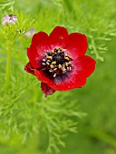 ADONIS ANNUA, PHEASANTS EYE