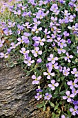 AUBRIETA COLUMNAE SUBSP. CROATICA