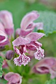 LAMIUM ORVALA, GIANT DEAD NETTLE