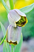 FRITILLARIA PONTICA