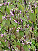 BALLOTA NIGRA, BLACK HOREHOUND