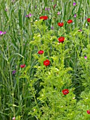 ADONIS ANNUA, PHEASANTS EYE