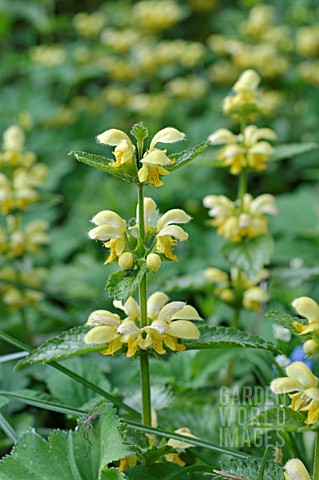 LAMIUM_GALEOBDOLON_FLORENTINUM_SYN_LAMIASTRUM_GALEOBDOLON