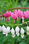 DICENTRA SPECTABILIS AND DICENTRA SPECTABILIS ALBA