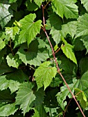 VITIS RIPARIA, RIVERBANK GRAPE