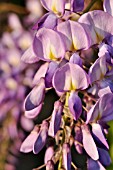 WISTERIA SINENSIS