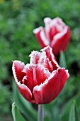 TULIPA CANASTA