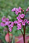 BERGENIA GLOCKENTURM