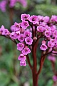 BERGENIA GLOCKENTURM