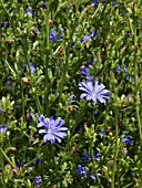 CICHORIUM INTYBUS, CHICORY