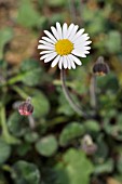 BELLIUM CRASSIFOLIUM