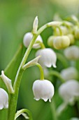 CONVALLARIA MAJALIS