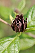 CALYCANTHUS FLORIDUS