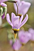 DODECATHEON MEADIA