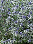 ERYNGIUM PLANUM, FLAT SEA HOLLY