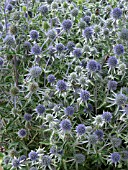 ERYNGIUM PLANUM, FLAT SEA HOLLY