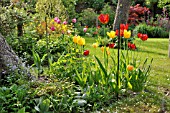 TULIPS IN SPRING GARDEN