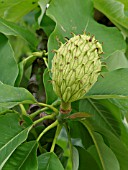 MAGNOLIA HYPOLEUCA, BIG-LEAVED MAGNOLIA