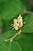 LONICERA XYLOSTEUM