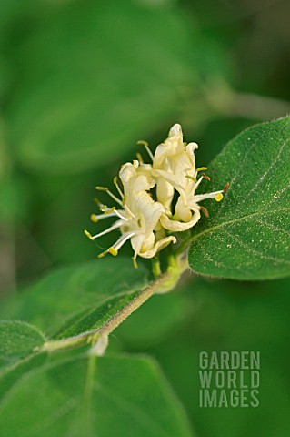 LONICERA_XYLOSTEUM