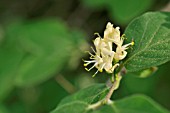 LONICERA XYLOSTEUM