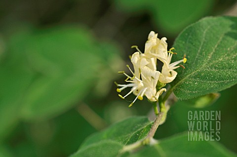 LONICERA_XYLOSTEUM