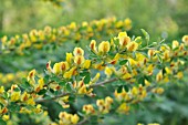 CHAMAECYTISUS TRIFLORUS