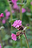 LYCHNIS DIOICA SYN. SILENE DIOICA