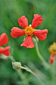 GEUM COCCINEUM