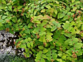 HYPERICUM ANDROSAEMUM, TUTSAN