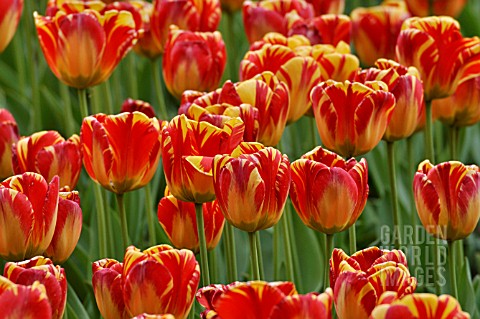 TULIPA_BANJA_LUKA