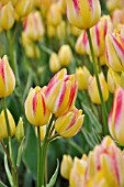 TULIPA GEORGETTE