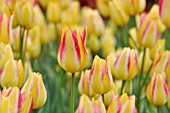 TULIPA GEORGETTE