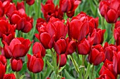 TULIPA RED GEORGETTE