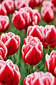 TULIPA LEEN VAN DER MARK