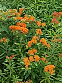ASCLEPIAS TUBEROSA, BUTTERFLY WEED