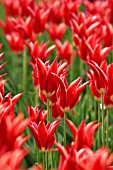 TULIPA ALADDIN