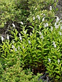 LYSIMACHIA CLETHROIDES, GOOSENECK LOOSESTRIFE