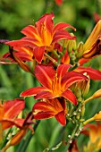 HEMEROCALLIS SHINING PLUMAGE