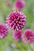 ALLIUM SPHAEROCEPHALON