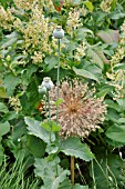 PAPAVER SOMNIFERUM WITH ALLIUM GLOBEMASTER SEEDHEADS