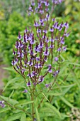 VERBENA HASTATA