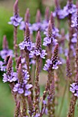 VERBENA HASTATA