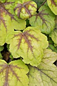 HEUCHERELLA STOPLIGHT